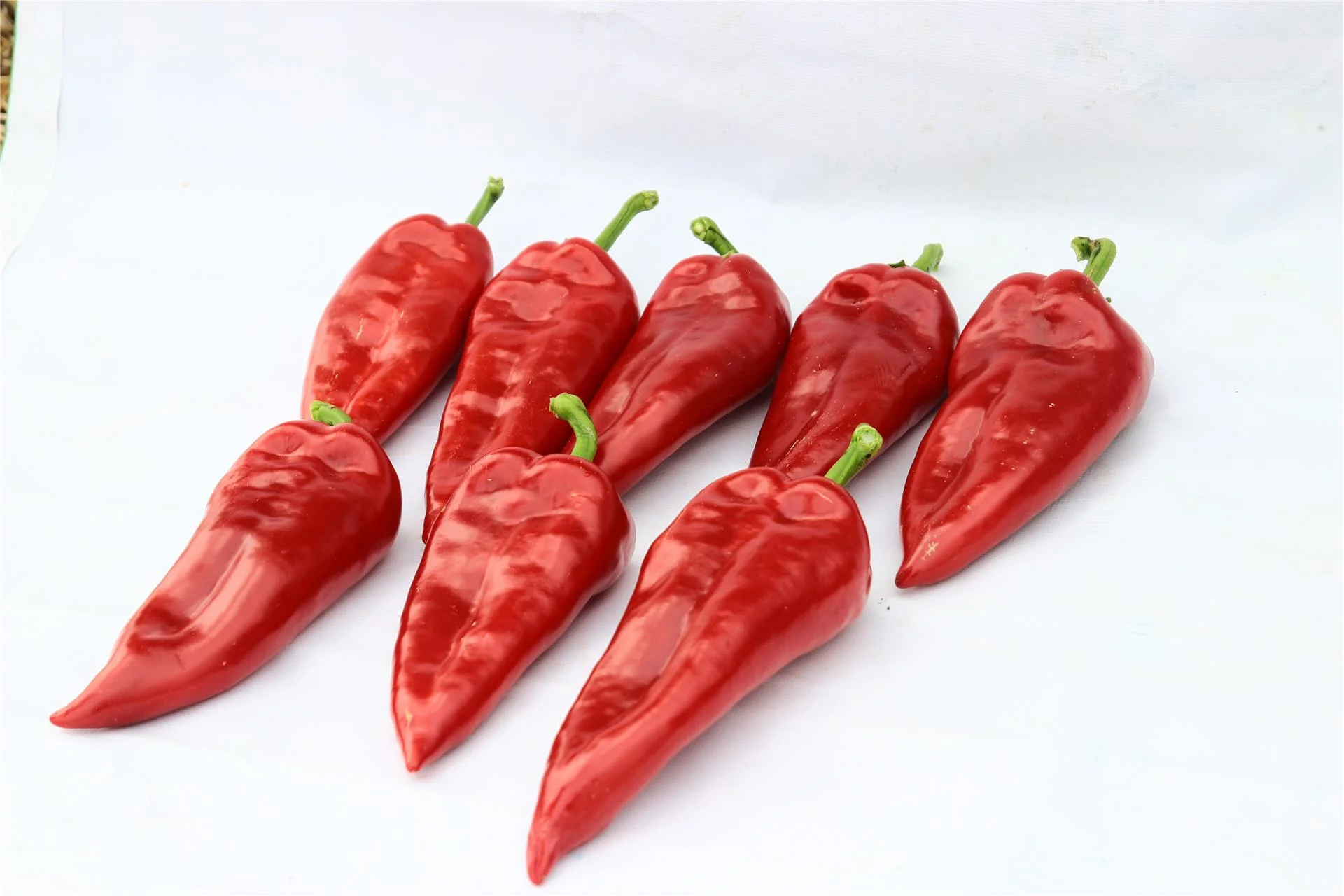 AVŞAR F1 Biber Fidesi - Image 9