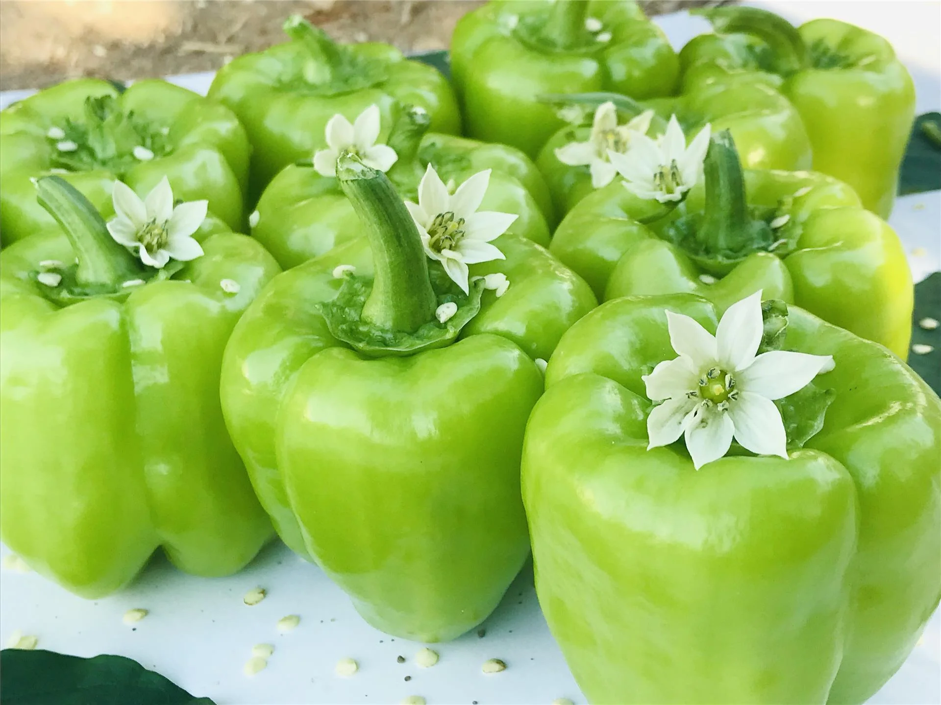 AHENK F1 Biber Fidesi