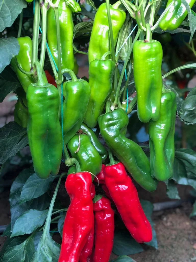 Korkut F1 Biberi Fidesi