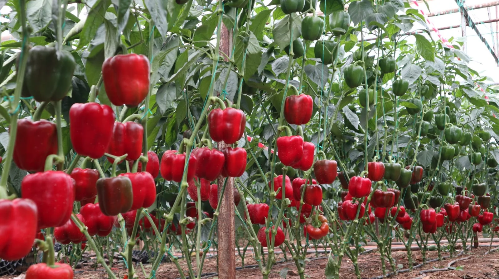 UZMAN F1 Biber Fidesi